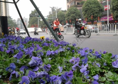 城市中的鲜花图片