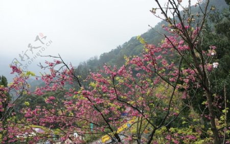 陽明山櫻花图片