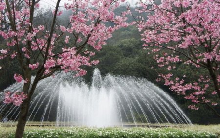 阳明山樱花图片