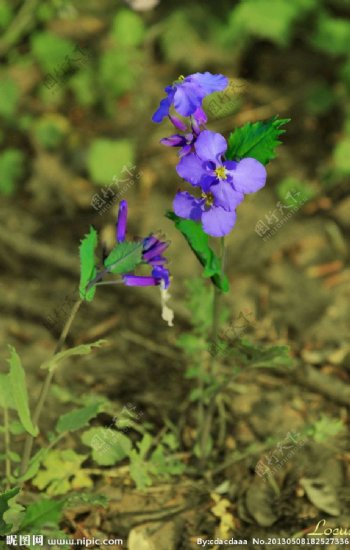 紫苑花图片
