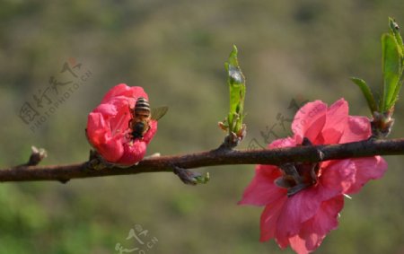 桃花蜜蜂图片