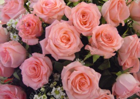 玫瑰粉色幸福婚典图片