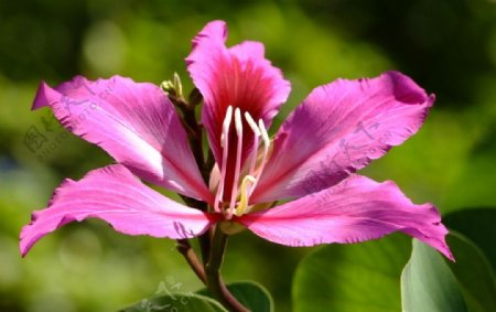 粉红色紫荆花图片