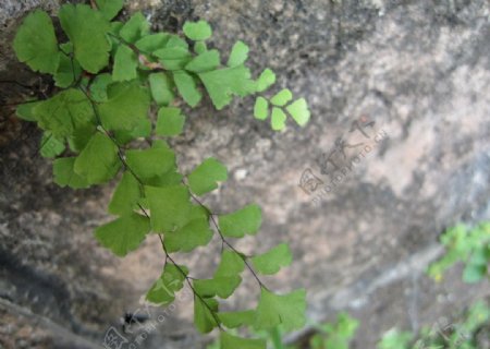 在岩壁生长的绿色图片