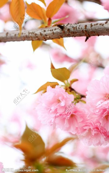 樱花为媒图片