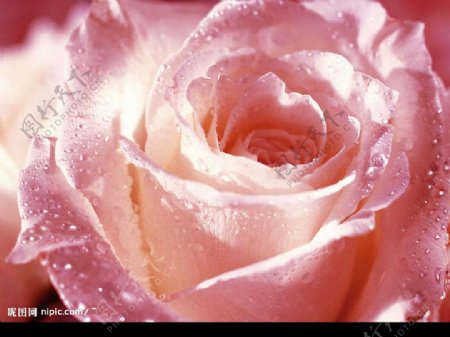 浪漫情人节婚庆晶莹露珠清纯粉红玫瑰实际像素下非高清图片