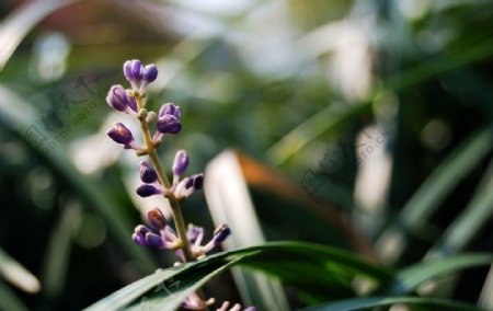 一束紫花图片