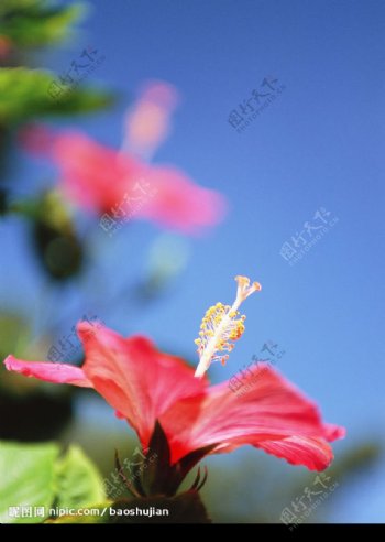 大红花图片