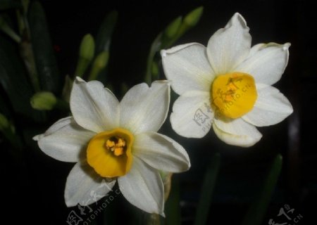 水仙花鲜花白色的花水仙图片