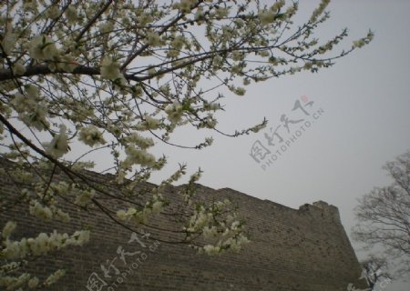 明城墙白梅花图片