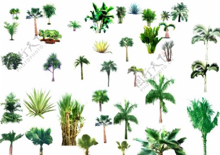 棕榈植物图库图片