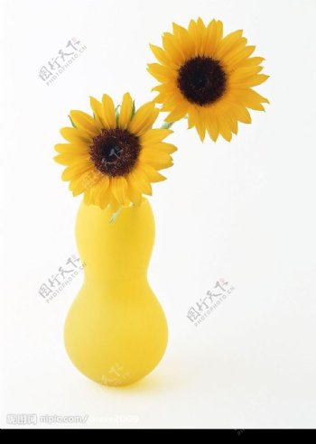 花瓶里的太阳花图片