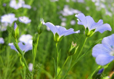 阳光下的小蓝花图片