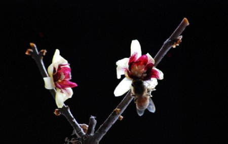 蜜蜂梅花图片