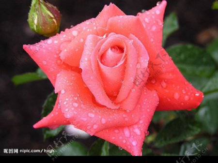 露珠蔷薇图片