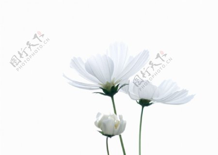 白色有野菊花洁白图片