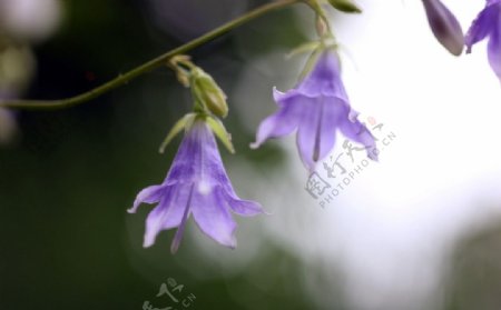 钠荞麦紫花图片