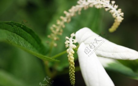 三白草的花图片