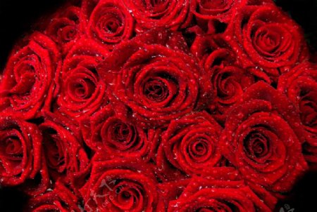 花束红玫瑰图片
