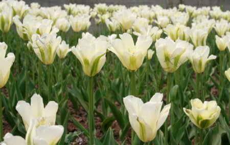 上海植物园中的郁金香花海图片