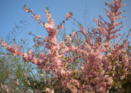 春之花图片