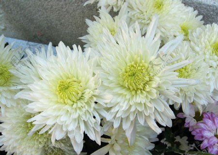 漂亮白菊花图片