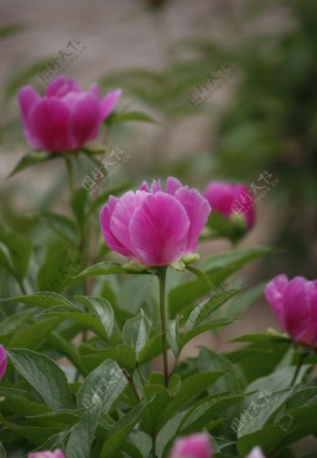 芍药鲜花图片