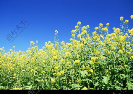 黄花10图片