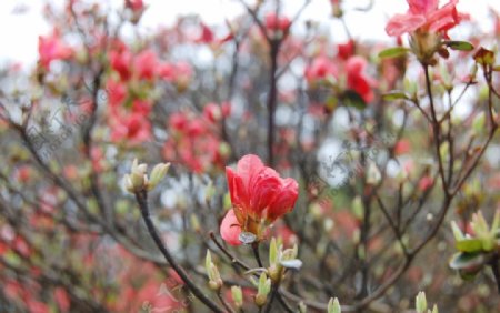 庐山植物园的杜鹃花图片