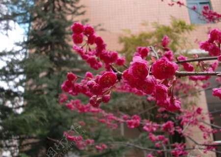 樱花1图片
