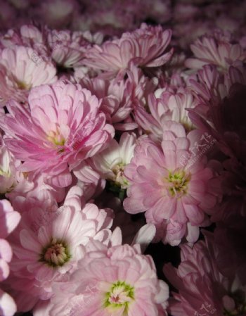 一簇粉色菊花图片