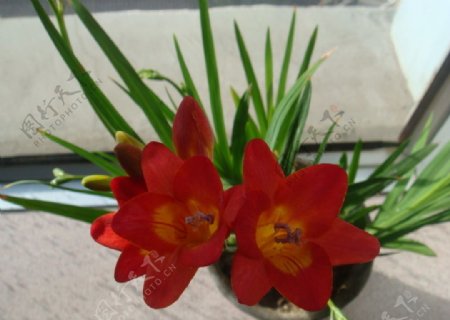 朱顶红花卉图片