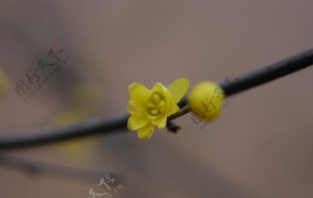 梅花图片