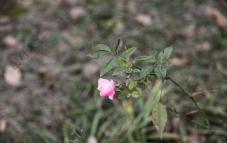 自拍的高清月季花野玫瑰图片