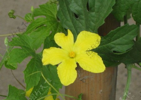 一朵黄花图片