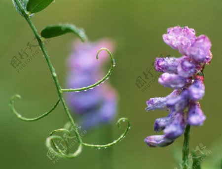露水和紫花图片
