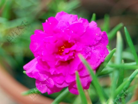 紫红野花图片