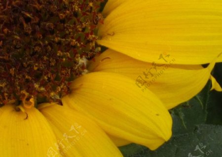 葵花花卉图片