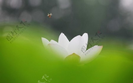 荷花蜜蜂图片