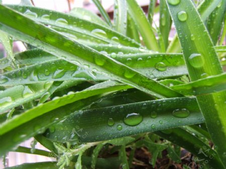 雨后吊兰图片