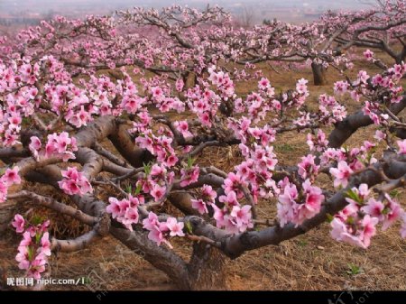 桃树花图片