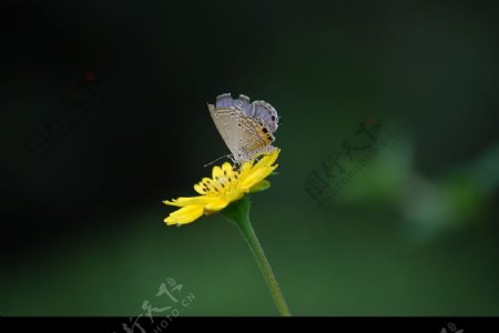 小小蝴蝶02图片