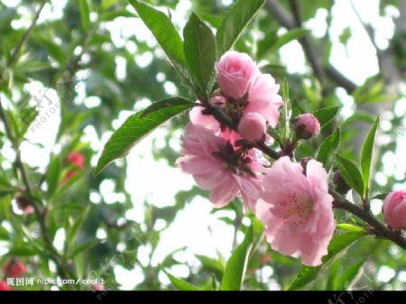 桃花季节图片