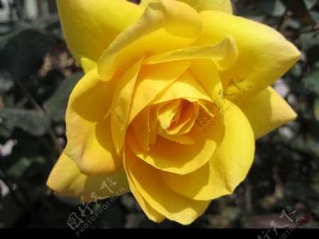 黄玫瑰图片