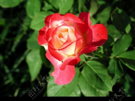 彩色玫瑰花苞图片