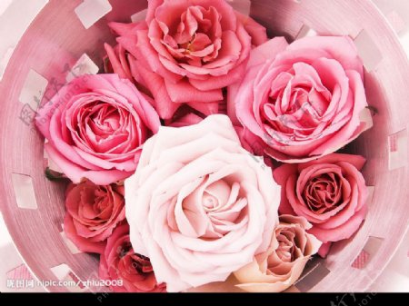 花花纹底图牡丹玫瑰图片
