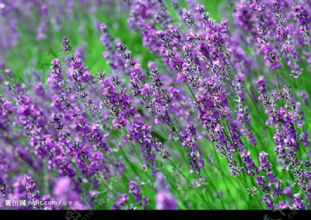 浪漫的紫色薰衣草漫山遍野图片