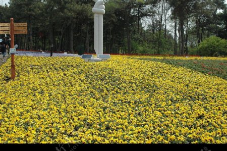 沈阳世博园花卉图片