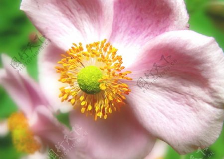 粉色鲜花吐蕊图片