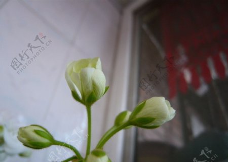 绣球花花苞图片